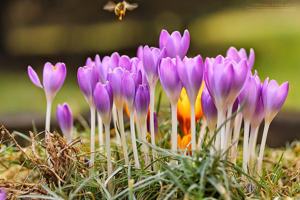 Thương những mùa hoa…