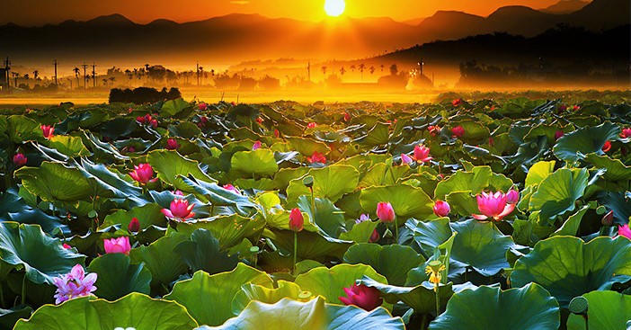 Thương những mùa hoa…