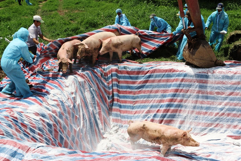 Dịch tả heo Châu Phi tiếp tục lây lan trên địa bàn tỉnh Bạc Liêu