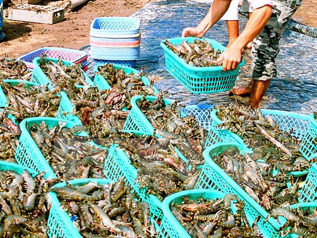 Cà Mau: Triển khai nhiều biện pháp đẩy lùi dịch tả lợn châu Phi