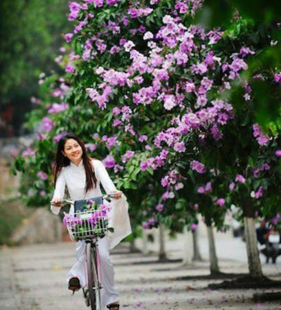 Hoa tím bằng lăng