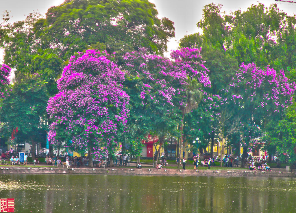 Hoa tím bằng lăng