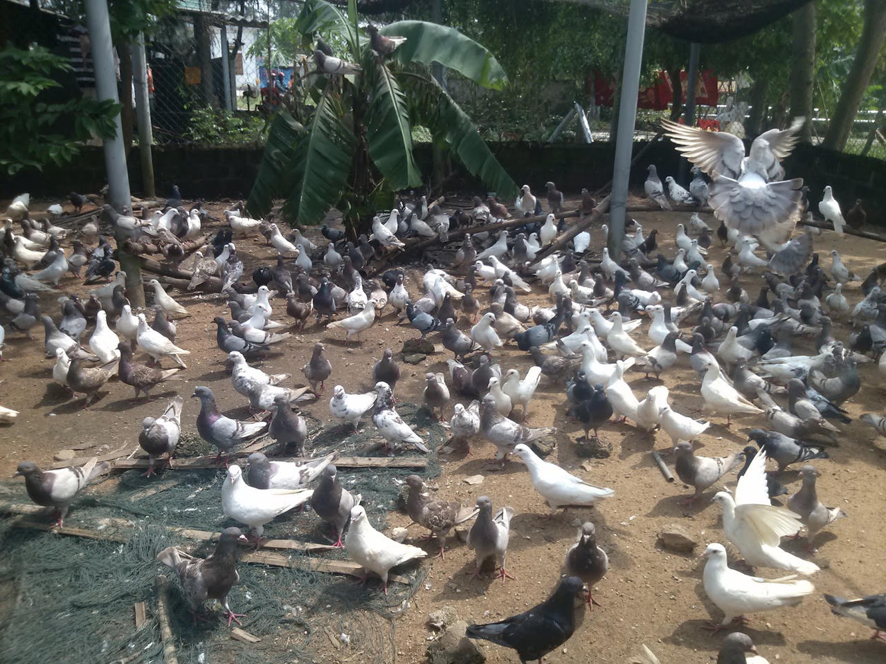 Trang trại bồ câu của nữ thương binh khiếm thị 