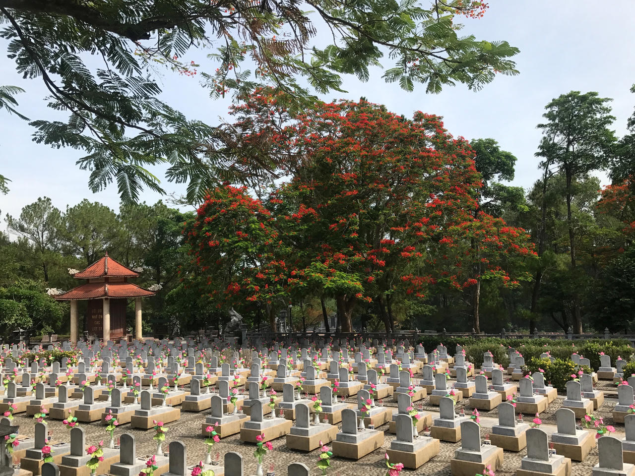 Cháy mãi màu hoa đỏ Trường Sơn