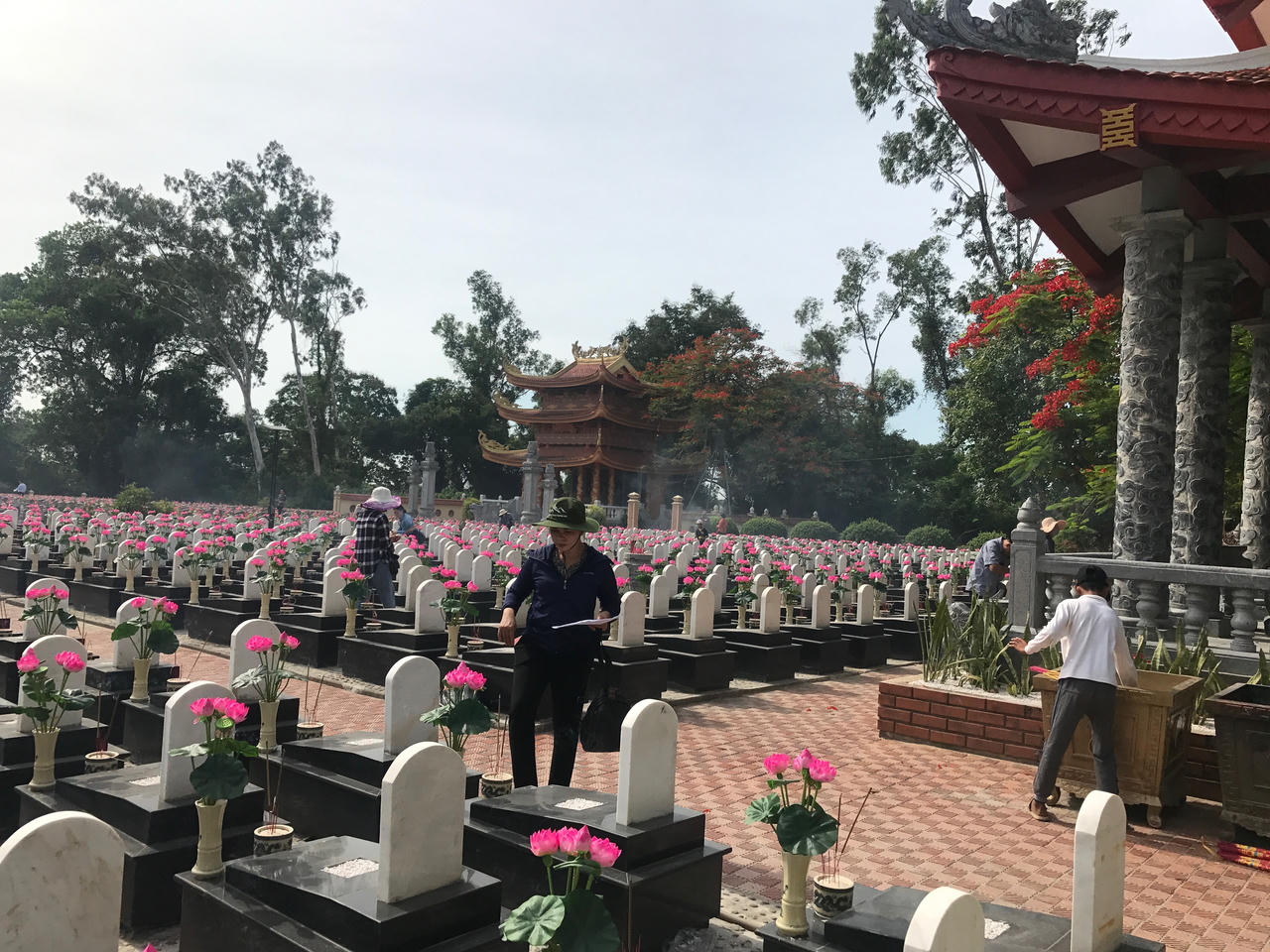 Cháy mãi màu hoa đỏ Trường Sơn