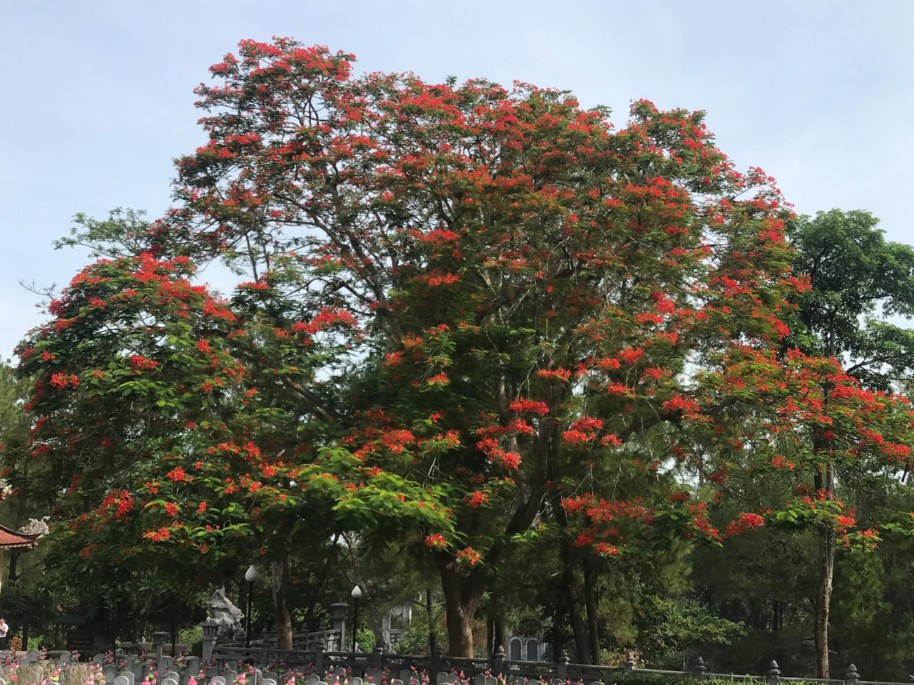 Cháy mãi màu hoa đỏ Trường Sơn