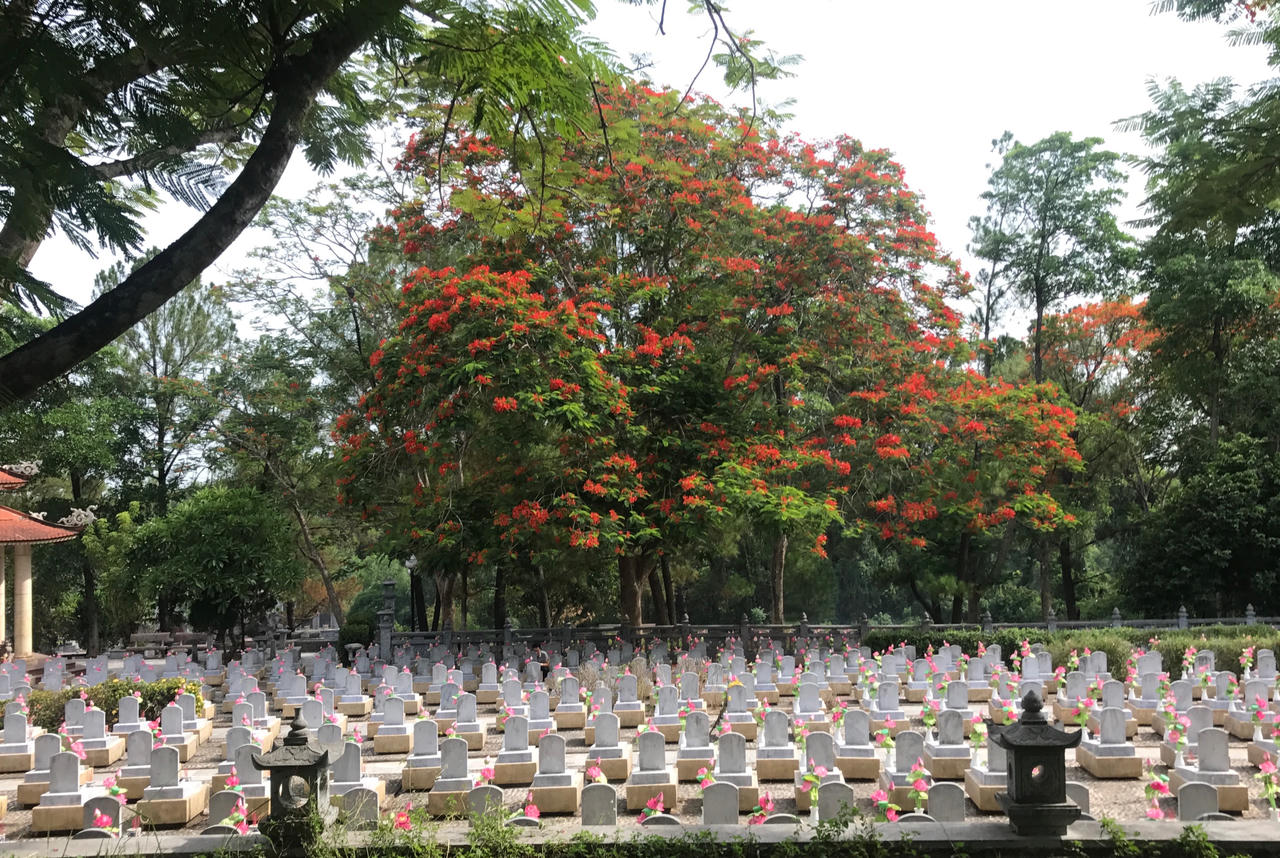 Cháy mãi màu hoa đỏ Trường Sơn