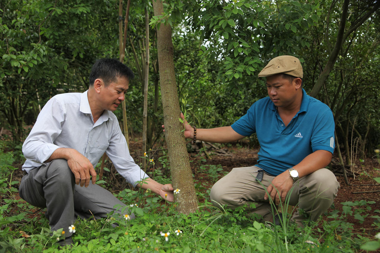 Người đầu tiên làm giàu từ mô hình trồng xen cây đàn hương ở Tây Nguyên