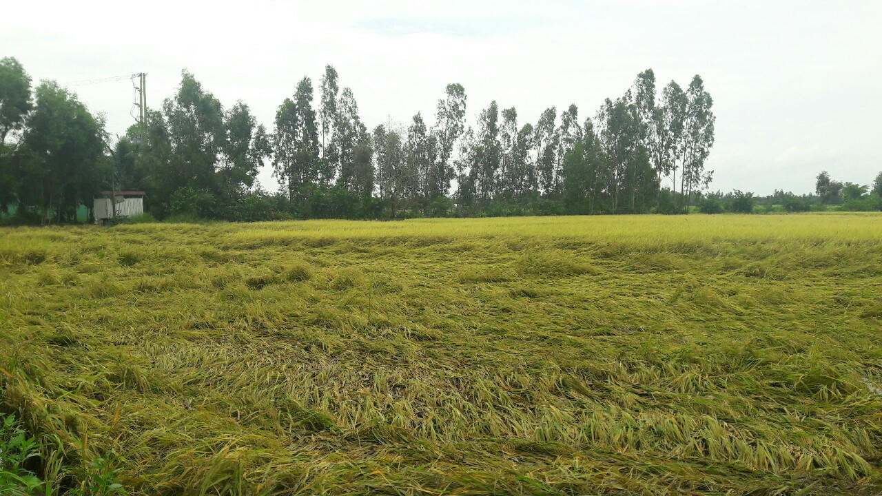 Bạc Liêu thiệt hại nặng nề do ảnh hưởng hoàn lưu bão số 3