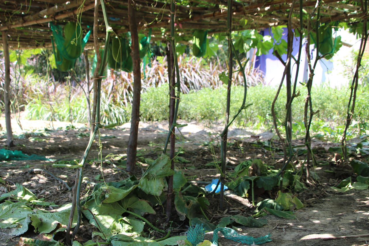 Lạc vào xứ sở bí đao “siêu to khổng lồ” ở bàu Chánh Trạch 