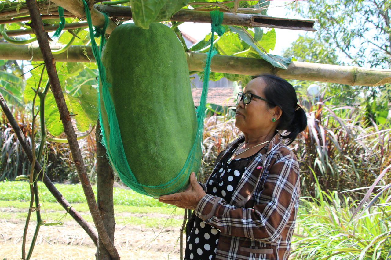 Lạc vào xứ sở bí đao “siêu to khổng lồ” ở bàu Chánh Trạch 