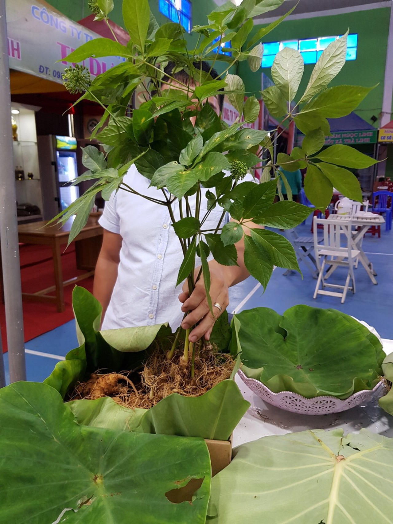 Nỗ lực đưa Sâm Ngọc Linh thành cây chủ lực phát triển kinh tế Quảng Nam