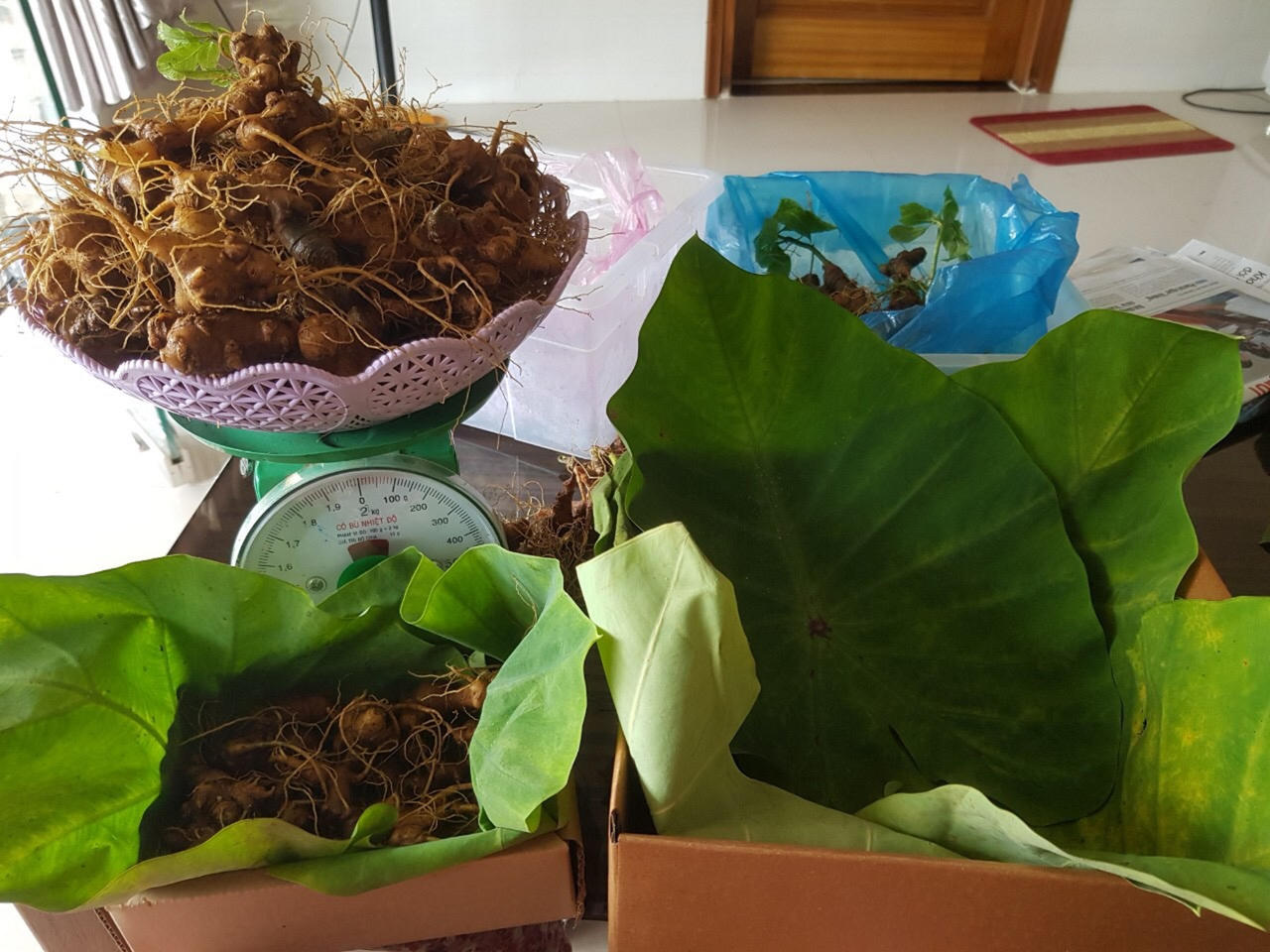 Nỗ lực đưa Sâm Ngọc Linh thành cây chủ lực phát triển kinh tế Quảng Nam