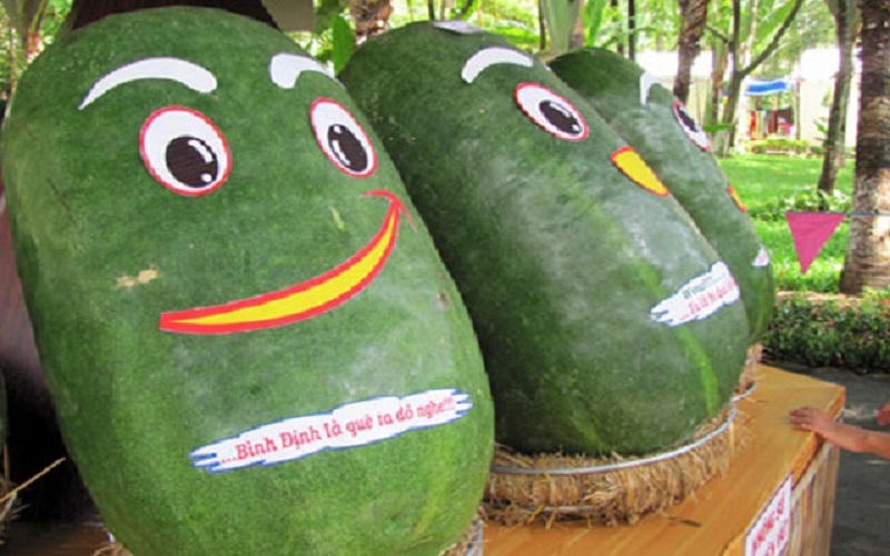 Lạc vào xứ sở bí đao “siêu to khổng lồ” ở bàu Chánh Trạch 