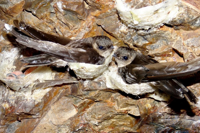 Trải nghiệm kiểu du lịch độc lạ với tour đảo Yến Đông Tằm trên vịnh Nha Trang