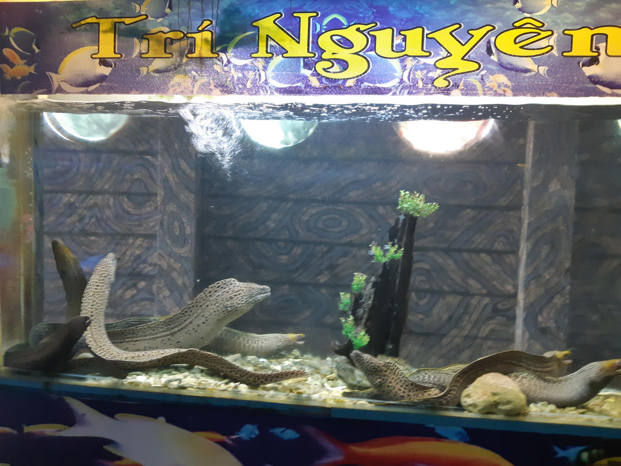 Vui quên lối về ở thiên đường du lịch Hòn Sỏi – Island