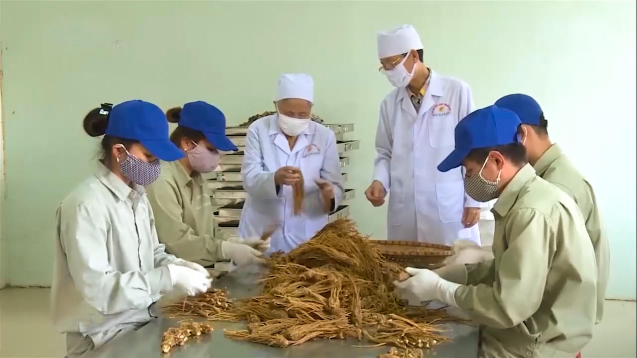 Lương y Phạm Thị Giang: Giữ gìn thương hiệu thuốc trăm năm