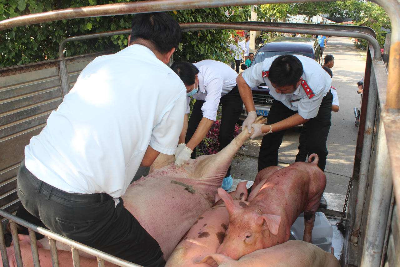 Bắt giữ, tiêu hủy 1,2 tấn heo bệnh, heo chết trên đường đi tiêu thụ