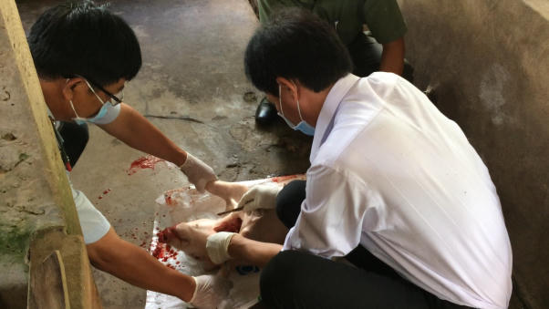 Bạc Liêu: Huyện Hồng Dân chậm công bố dịch, xác heo trôi đầy sông!