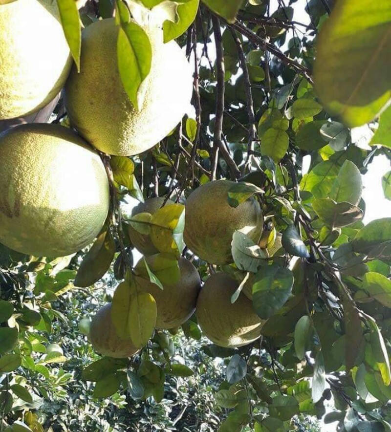 Sắp diễn ra  “Ngày hội trái cây và nông sản an toàn” Lào Cai năm 2019