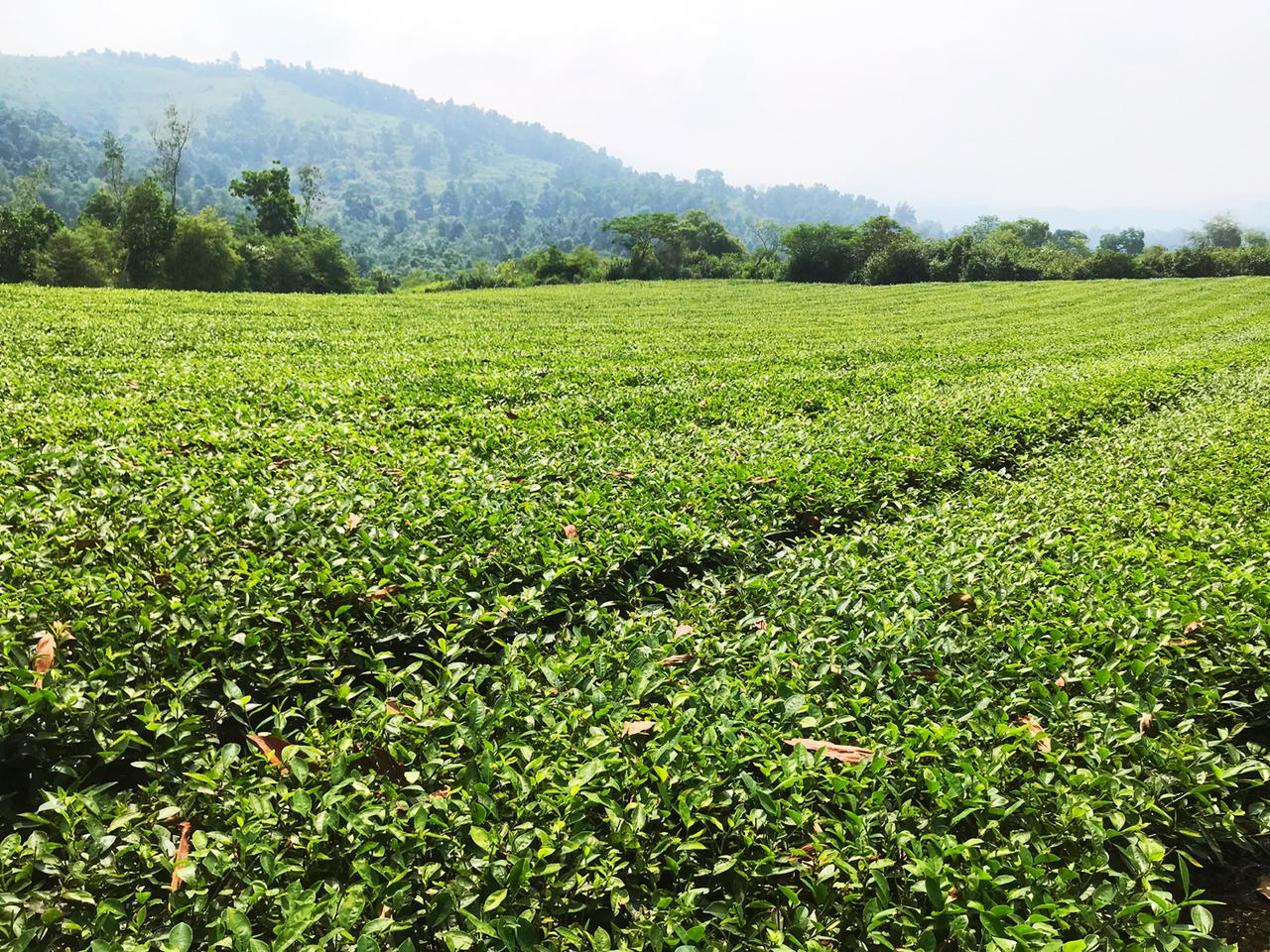 Bí thư xã làm nông nghiệp giỏi