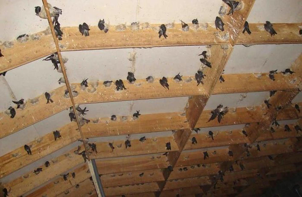 Bạc Liêu sắp ban hành quy định về nghề dẫn dụ, gây nuôi chim yến