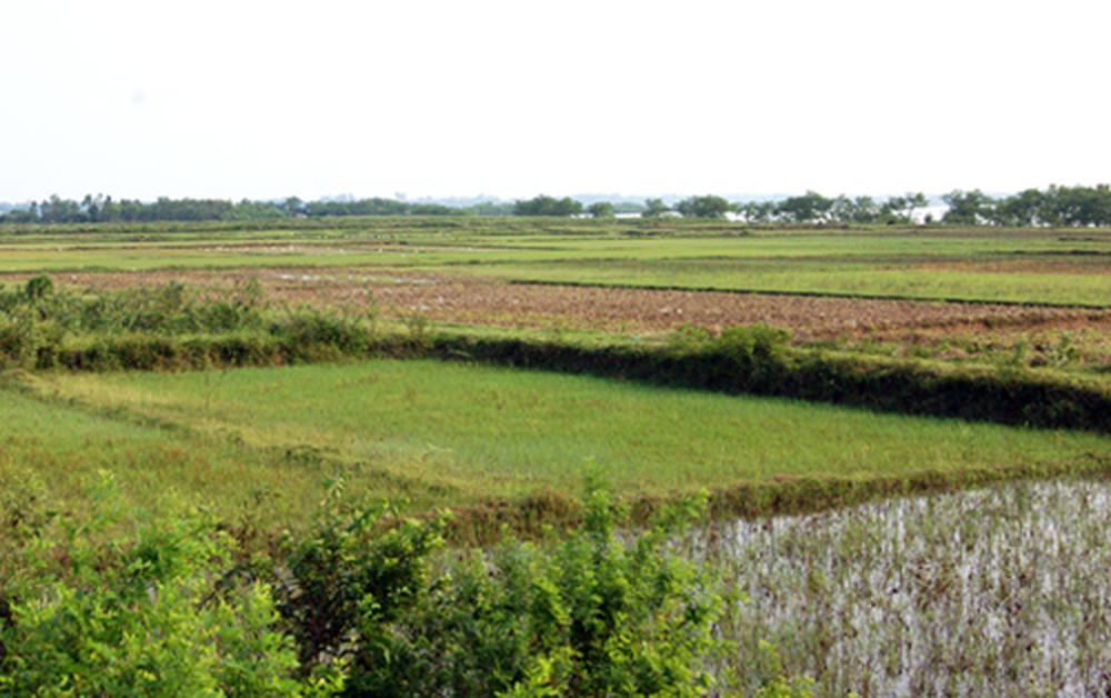 Làm gì để nông dân không... chán ruộng?