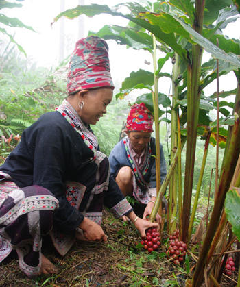 Lạc vào “cõi mơ” Y Tý