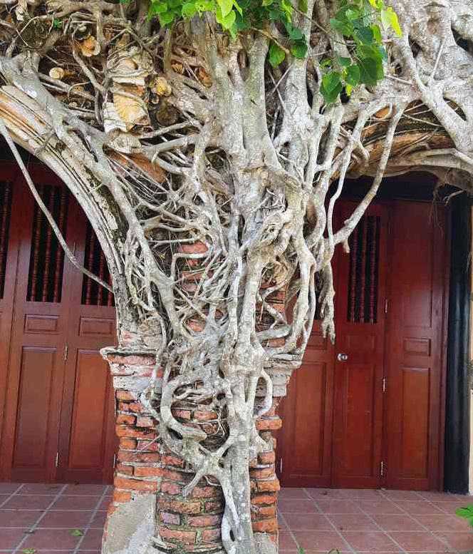 Dưới mái đình làng Việt - (Kỳ 2) : Tân Đông – Ngôi đình trăm tuổi được gìn giữ bởi hai cây bồ đề