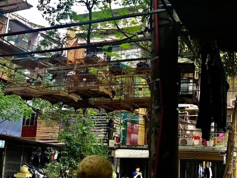 Nghệ thuật chăm sóc chim có giọng hót vàng của chủ quán trà đá Hà Nội