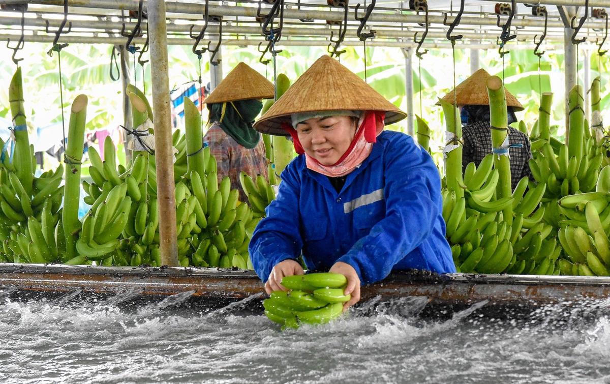 Quảng Ngãi: Phát huy hiệu quả trồng chuối Nam Mỹ trên vùng đất cát