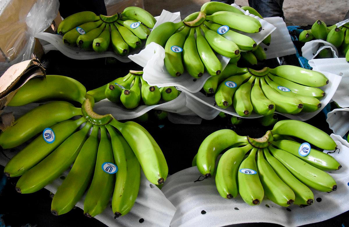 Quảng Ngãi: Phát huy hiệu quả trồng chuối Nam Mỹ trên vùng đất cát