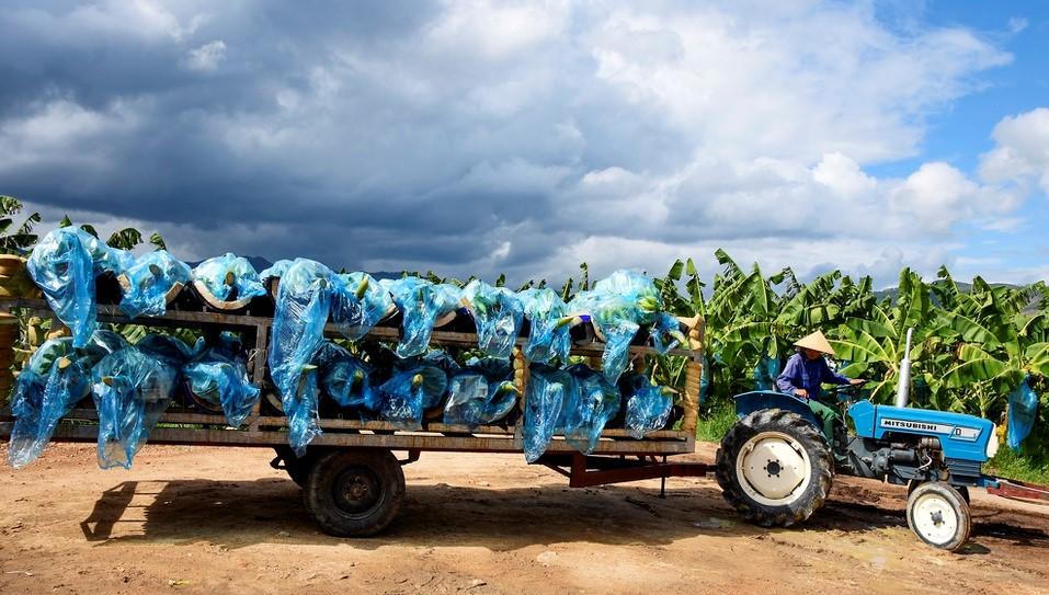 Quảng Ngãi: Phát huy hiệu quả trồng chuối Nam Mỹ trên vùng đất cát