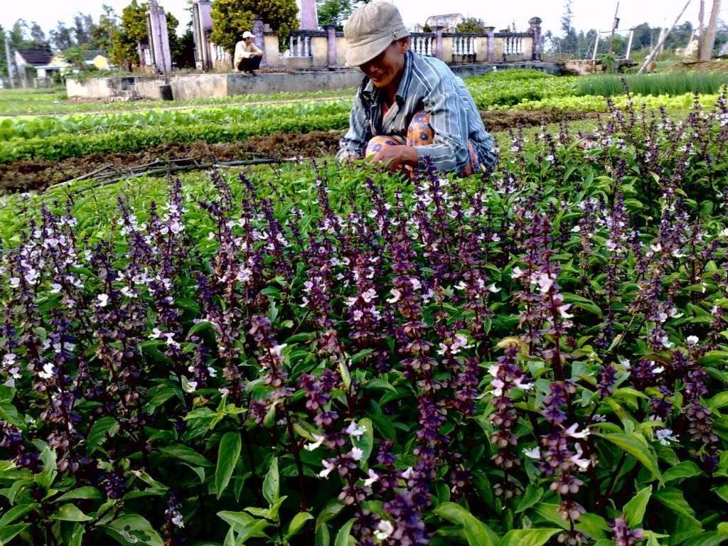 Gặp lại mình ở làng rau Trà Quế