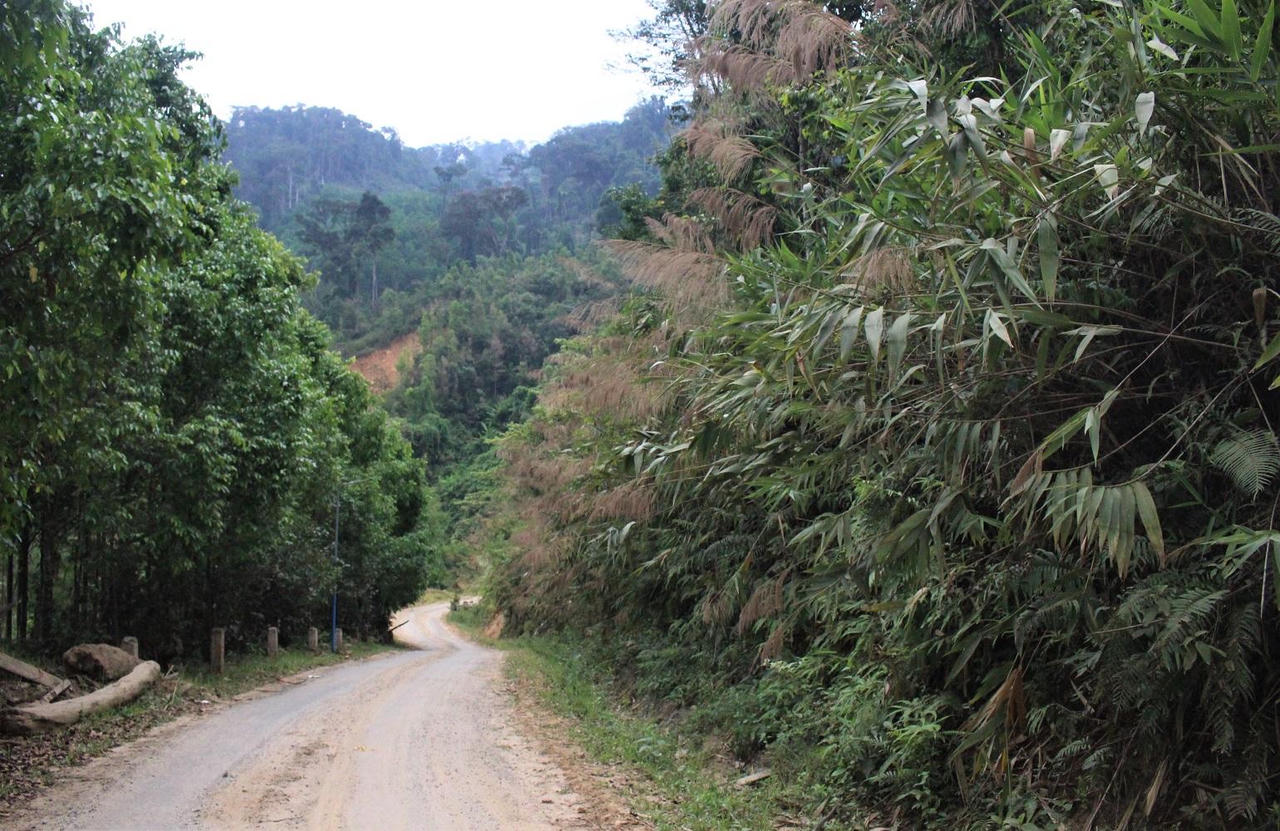 Sức sống mới trên vùng sạt lở Trà Leng