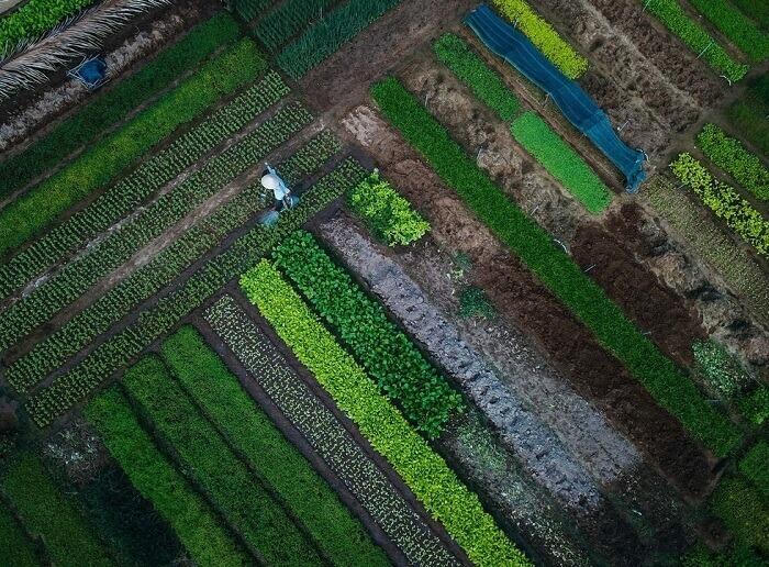 Gặp lại mình ở làng rau Trà Quế