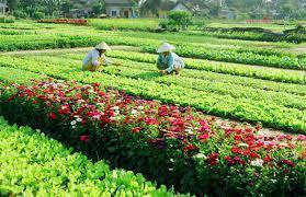 Gặp lại mình ở làng rau Trà Quế