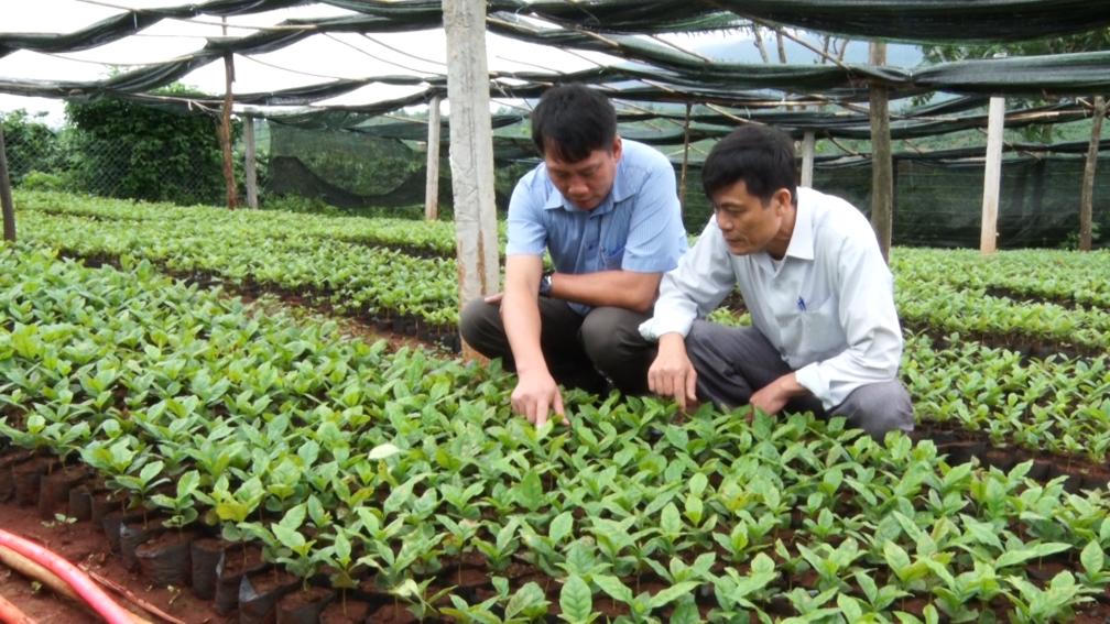 Huyện Hướng Hóa (Quảng Trị): Phát triển nông - lâm nghiệp theo hướng sản xuất hàng hóa