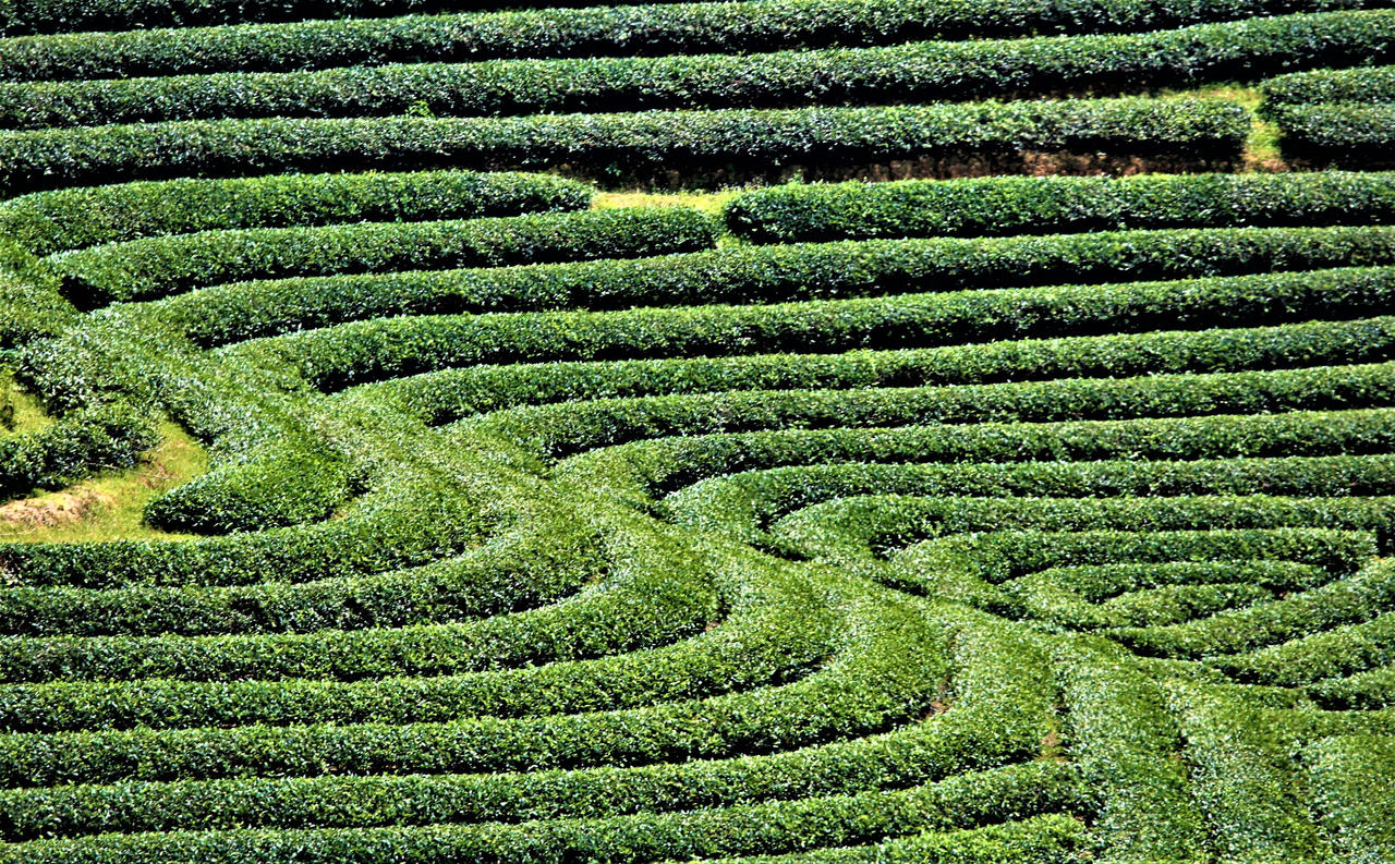 “Bức tranh” nông thôn mới trên quê hương Bác