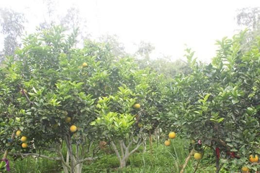 Xây dựng nông thôn mới tại huyện Nghi Lộc chỉ có điểm đầu, không có điểm kết thúc