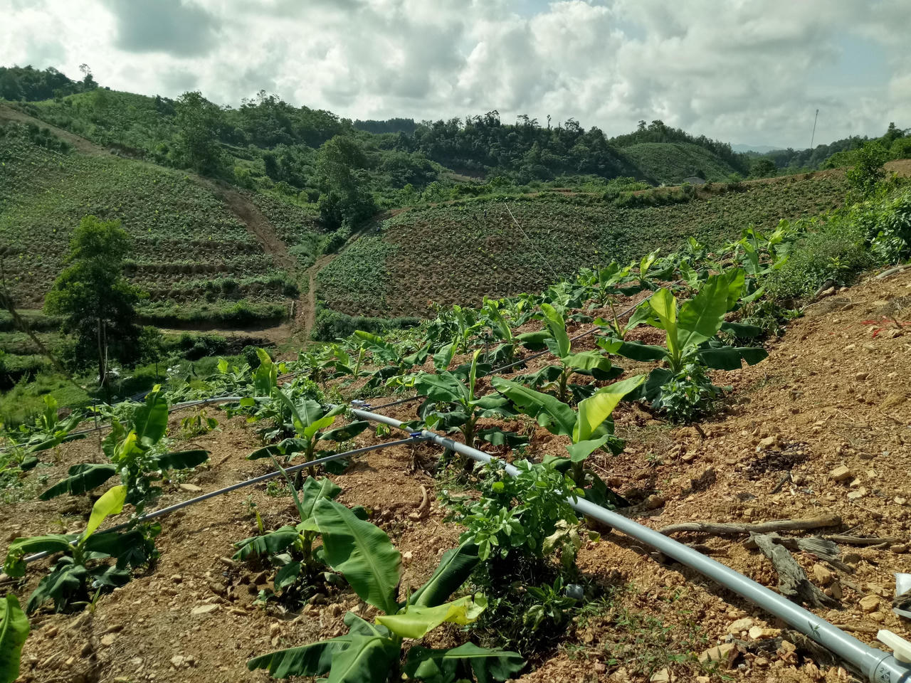 Huyện Tân Kỳ chủ động linh hoạt, vượt qua đại dịch, ổn định kinh tế - xã hội
