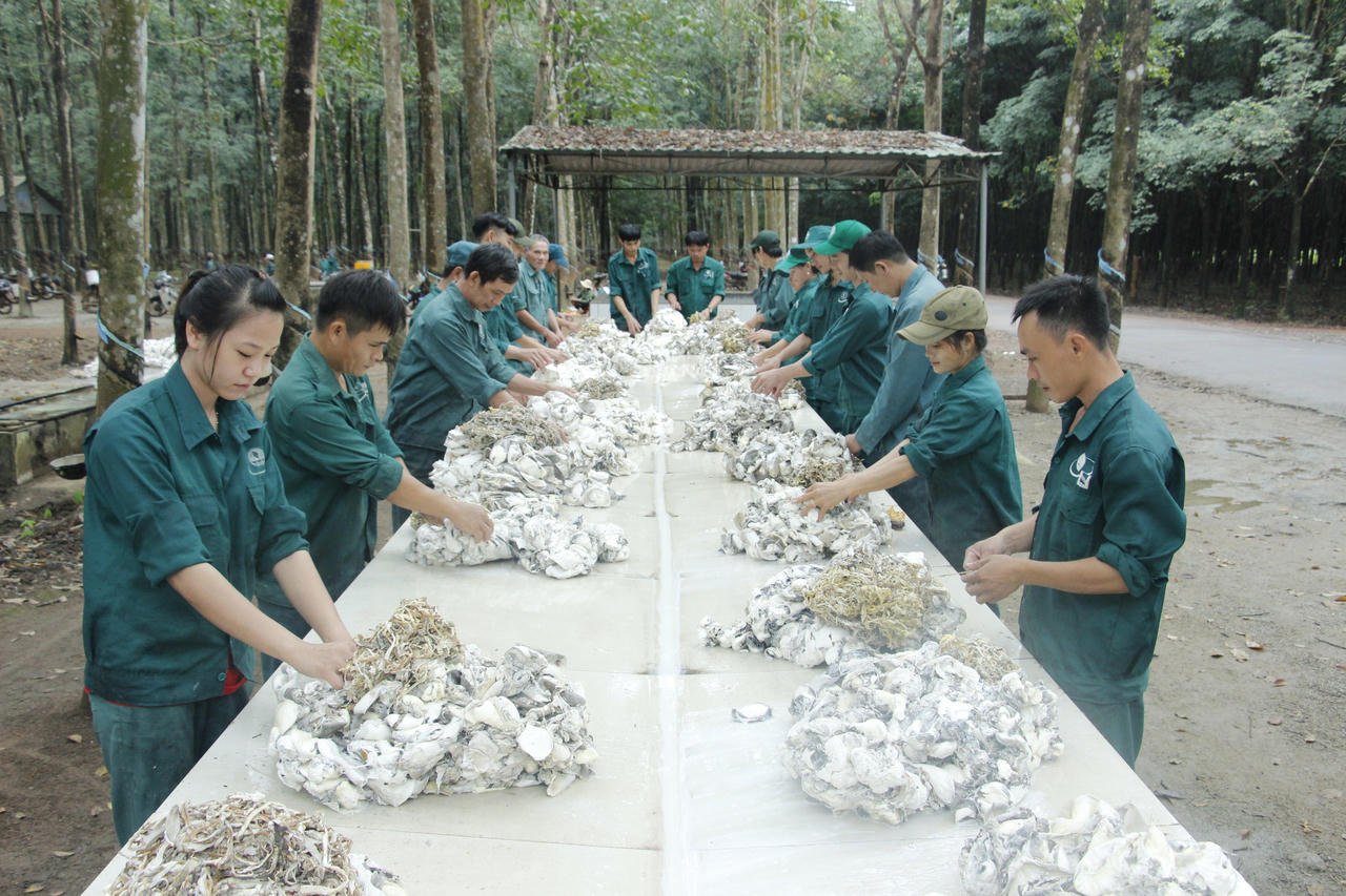 Thăng trầm “dòng nhựa trắng”