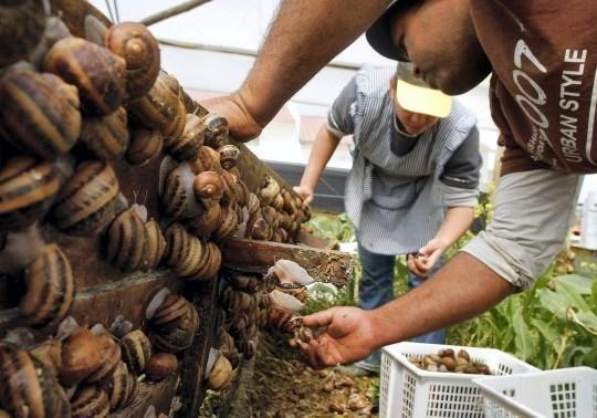 Ốc sên Escargot – đệ nhất ẩm thực Pháp