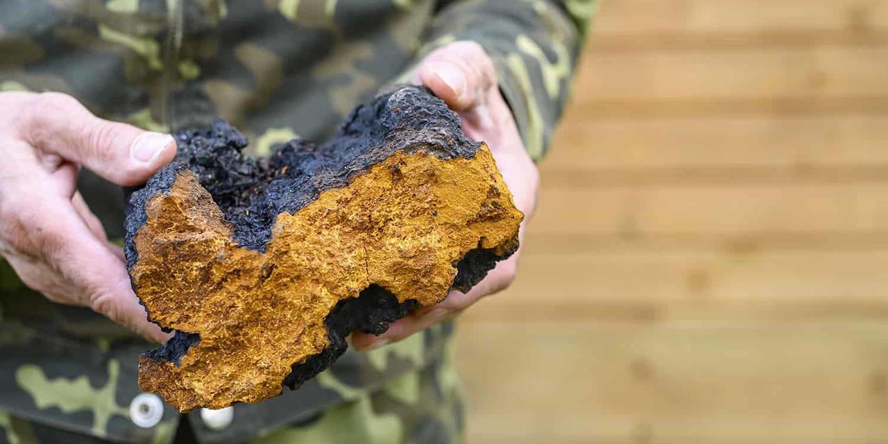 Nấm Chaga - Thần dược quý hiếm trị “bách bệnh”