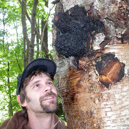 Nấm Chaga - Thần dược quý hiếm trị “bách bệnh”