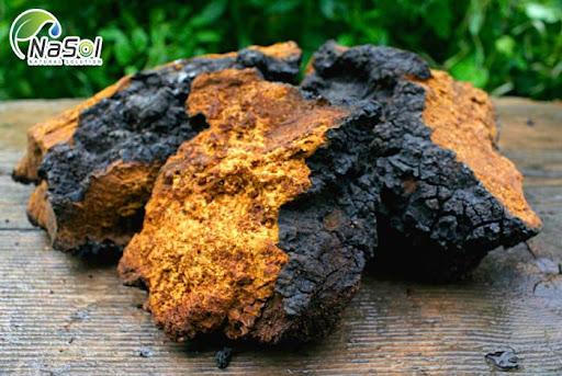 Nấm Chaga - Thần dược quý hiếm trị “bách bệnh”
