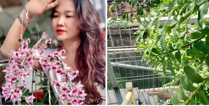 Từ đam mê đến hành trình chinh phục hoa lan của bà chủ vườn lan Lý Sơn