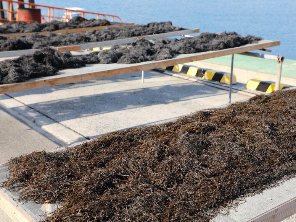 Bật mí về cách người Nhật làm muối thượng hạng từ rong biển