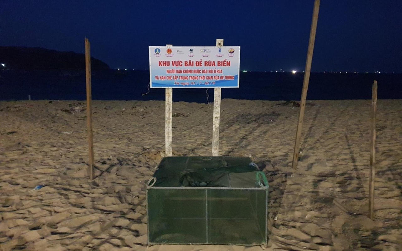 Về Nhơn Hải xem rùa biển đẻ trứng, nở con