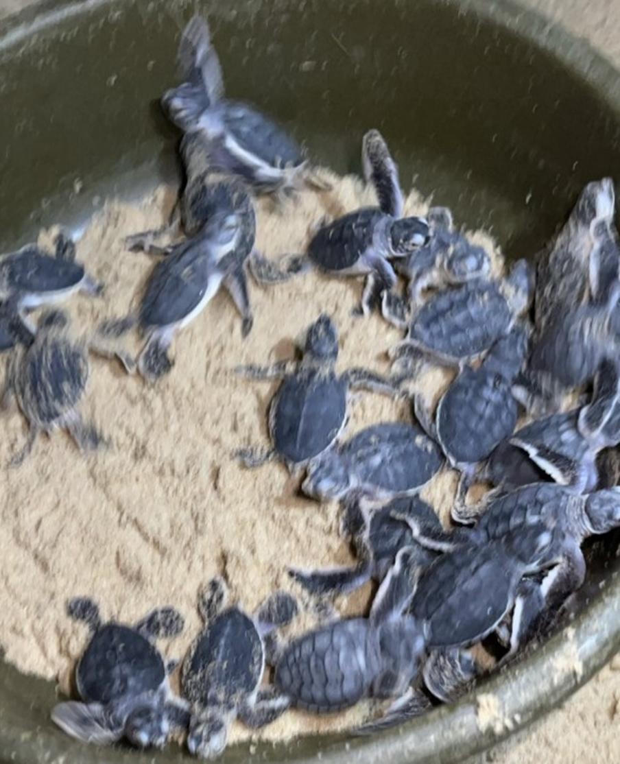 Về Nhơn Hải xem rùa biển đẻ trứng, nở con